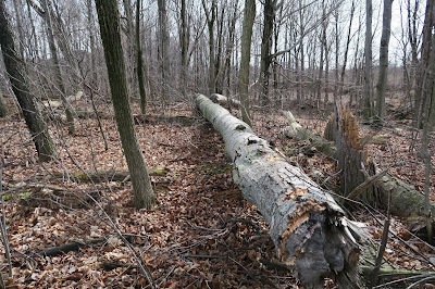 The Deliberate Agrarian A Very Poplargarden Mulch I Have A Few Poplar Trees In My Woods They Grow Straight And Tall Then Wind Comes Along Breaks The Tops Off It Hens Sooner Or Later With All Of