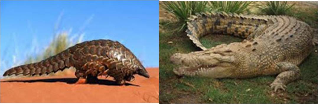 Dunia Sains Cara Binatang Melindungi Diri