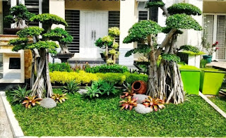 Bonsai Beringin Bonsai Beringin - ciri-ciri pohon beringin, fungsi pohon beringin, manfaat pohon beringin, pohon beringin putih, pohon beringin kembar, pohon beringin download, filosofi pohon beringin, nama latin pohon beringin - 29 Jenis Tanaman yang Sering Dijadikan Penghias Taman - honaylandscape.blogspot.com