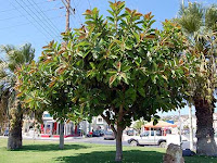 Beringin karet (Ficus elastica)