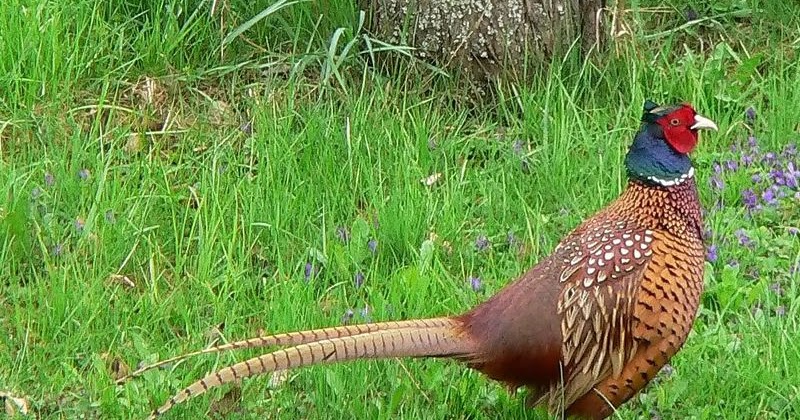 Nest Birds Paradise: Ring necked Pheasant