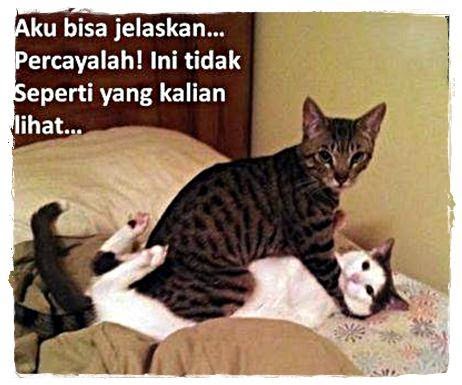 Download Gambar Wallpaper Kucing Lucu Zain Elhasany Sekian Postingan Semoga