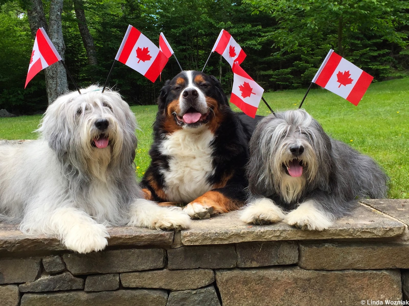Viktorsviews Wit and Wisdom of a Polish Lowland Sheepdog CANADA Day