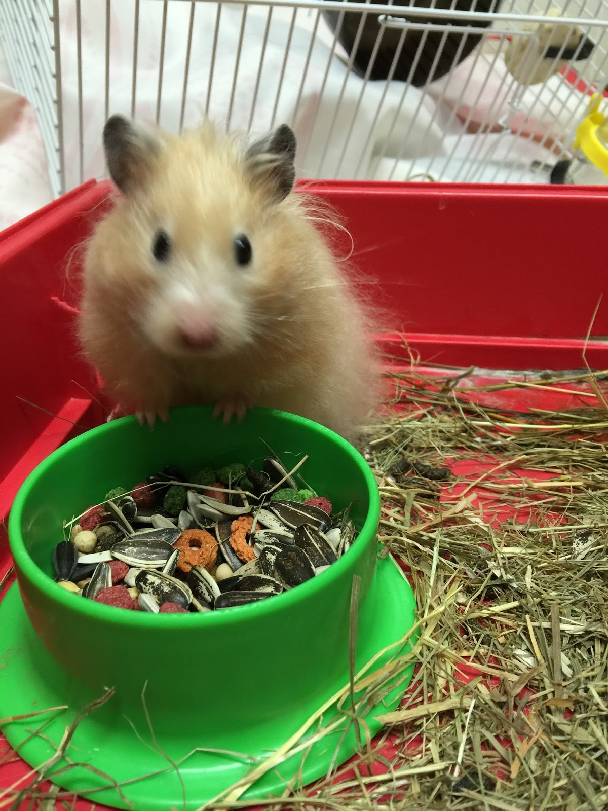 Mis hamsters favoritos. La alimentación del hámster.