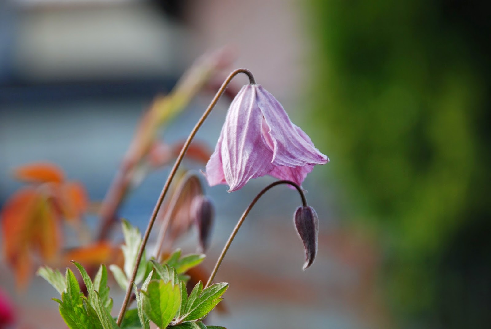 Bickenbach Blumen Clematis Viticella Rosea