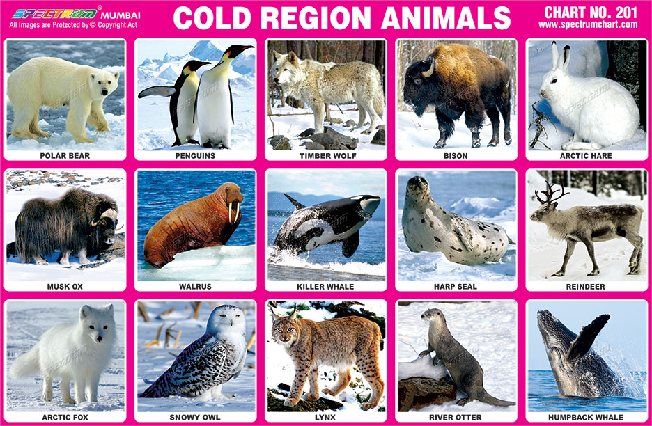 Spectrum Educational Charts: Chart 201 - Cold Region Animals