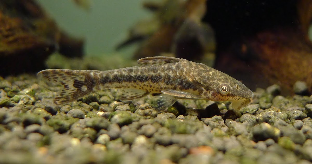名燈天下 小靈精類 (二) (Species of Dwarf Suckermouth Catfish (2))