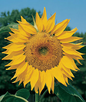 Russian Mammoth Sunflower Blossom Russian Mammoth Sunflower Blossom