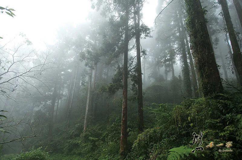 奮起湖石棹景點|龍雲休閒農場森林步道|鐵達尼石 五彩石