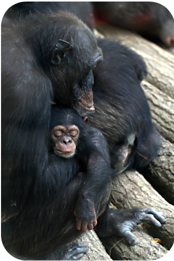 Schimpansenbaby, nur wenige Tage alt, im Zoo Leipzig | Arthurs Tochter Kocht von Astrid Paul Schimpansenbaby, nur wenige Tage alt, im Zoo Leipzig | Arthurs Tochter Kocht von Astrid Paul