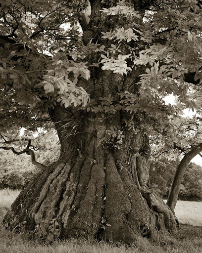 Seorang Wanita yang Menghabiskan waktu 14 Tahun Mengambil Foto Pohon Tertua di Dunia