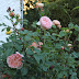 Primavera 2013: Las rosas de mi jardín