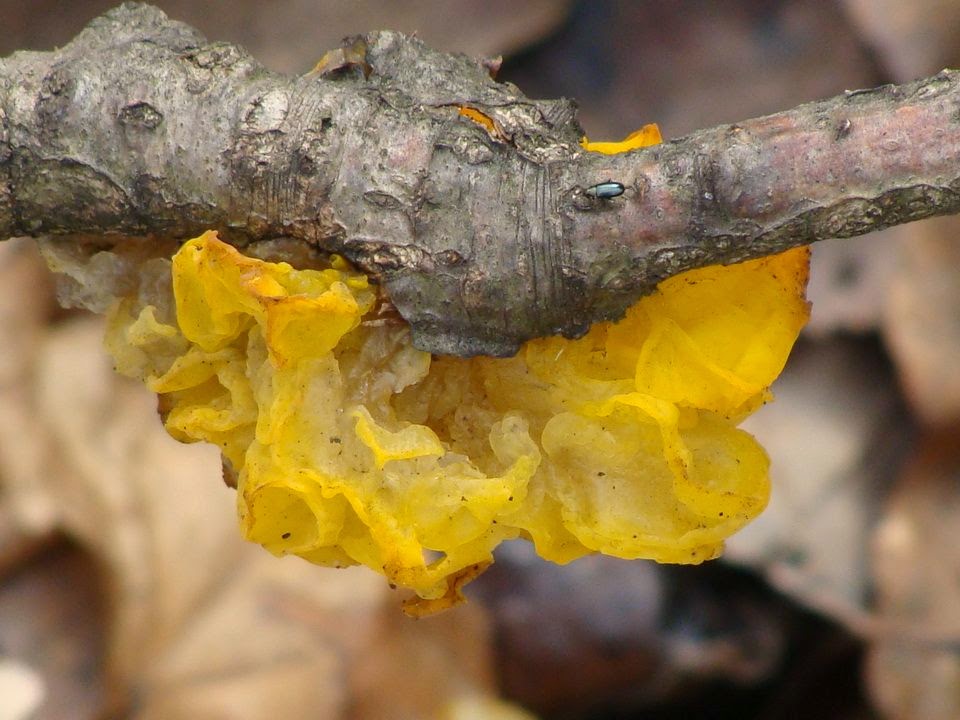 Tremella mesenterica DSC29286