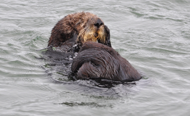 Sea Otter Sex 74