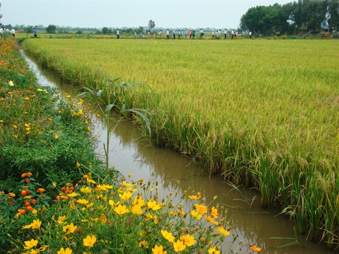 Kiên Giang: Phát triển ruộng lúa bờ hoa