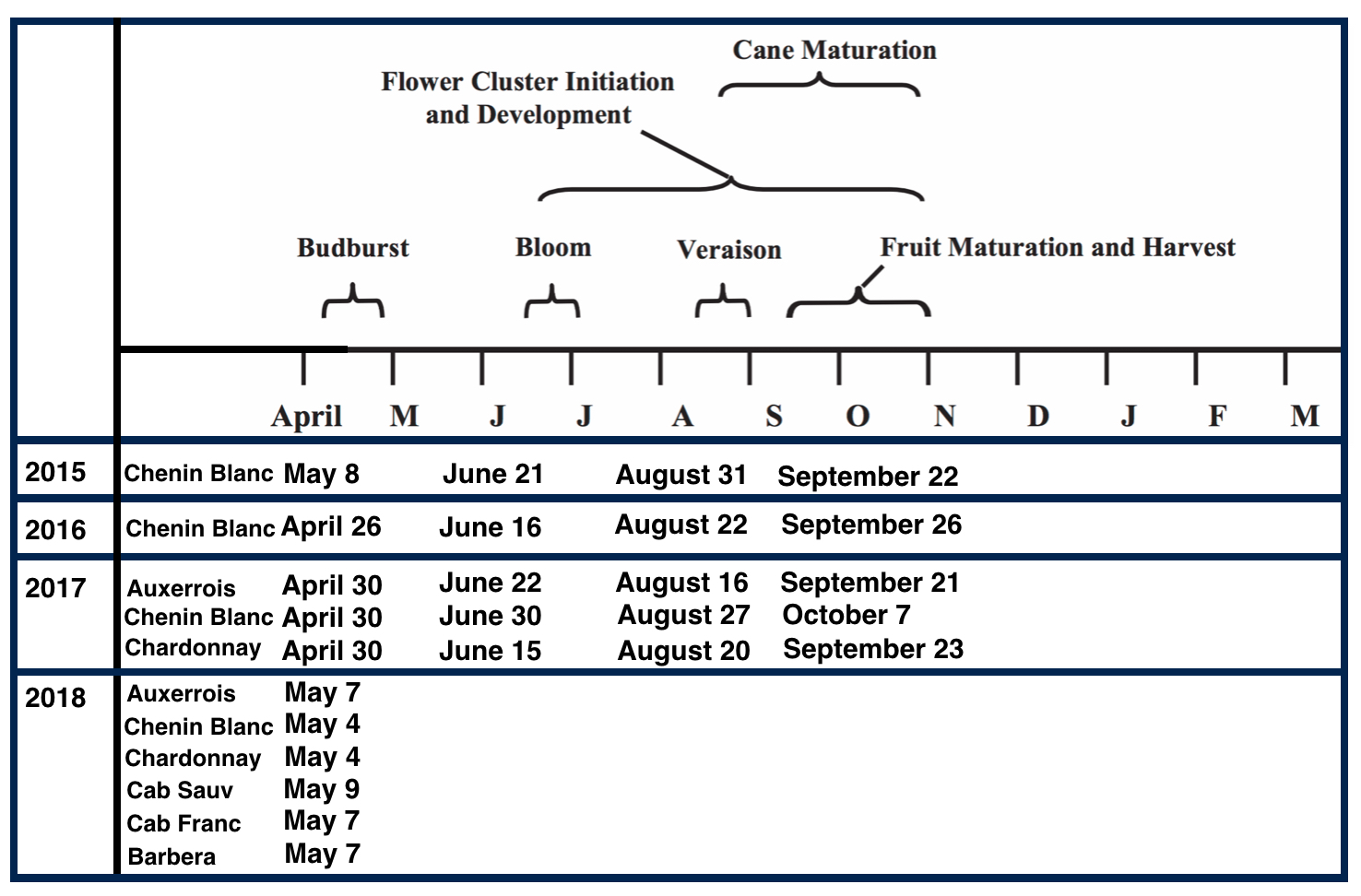 EnoViti Vine Cycle and Vineyard Activities