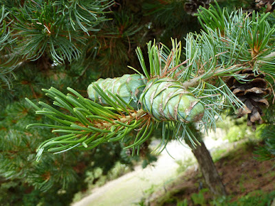Pinus parviflora - Japanese white pine care and cultivation