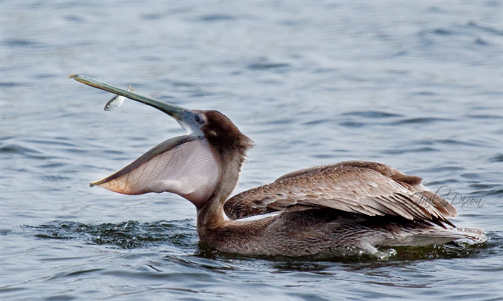 Louisiana Belle: Brown Pelican Facts