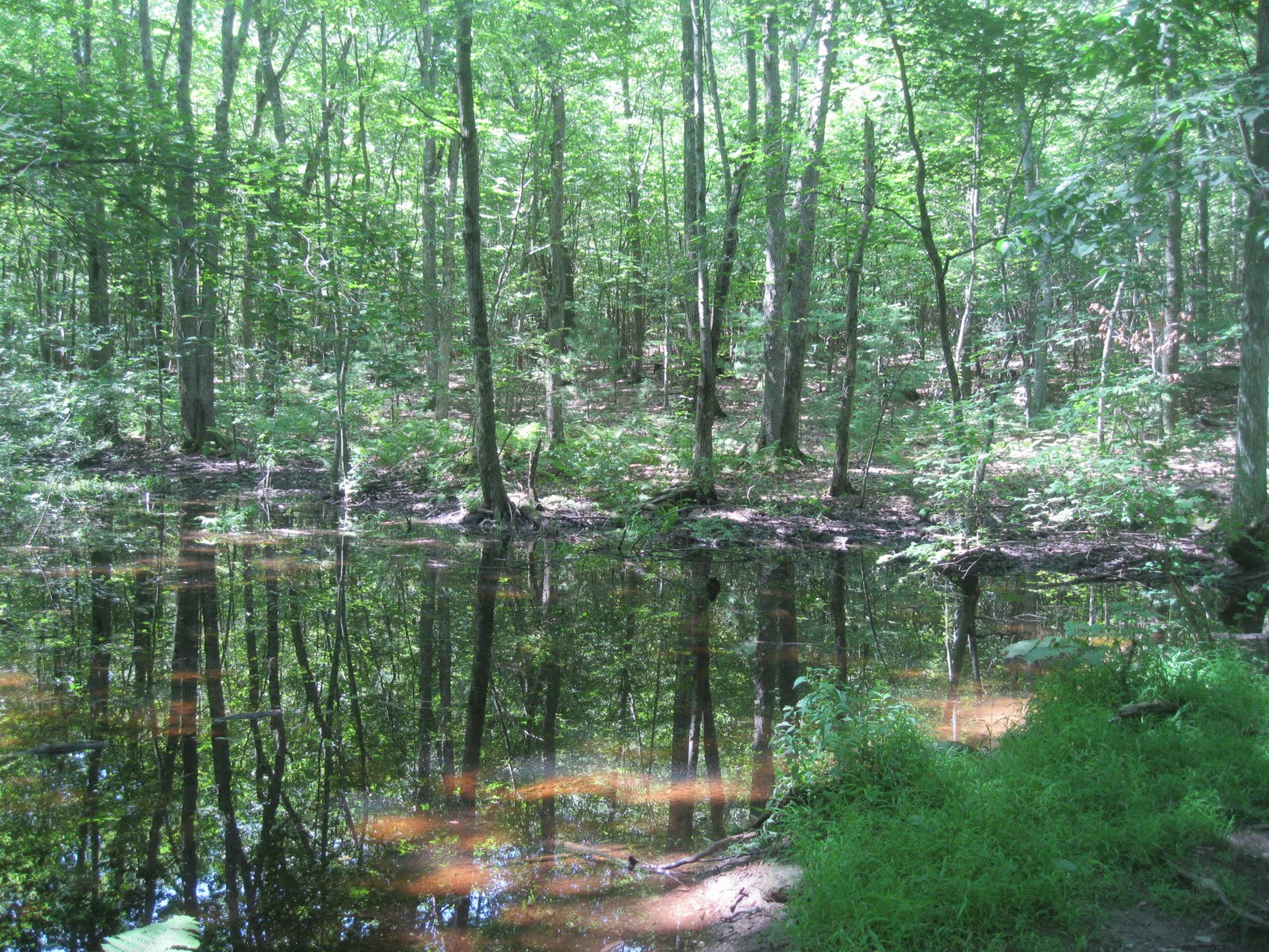 Mill Pond Trails, Andrew's Nourse, Westborough, MA. 
