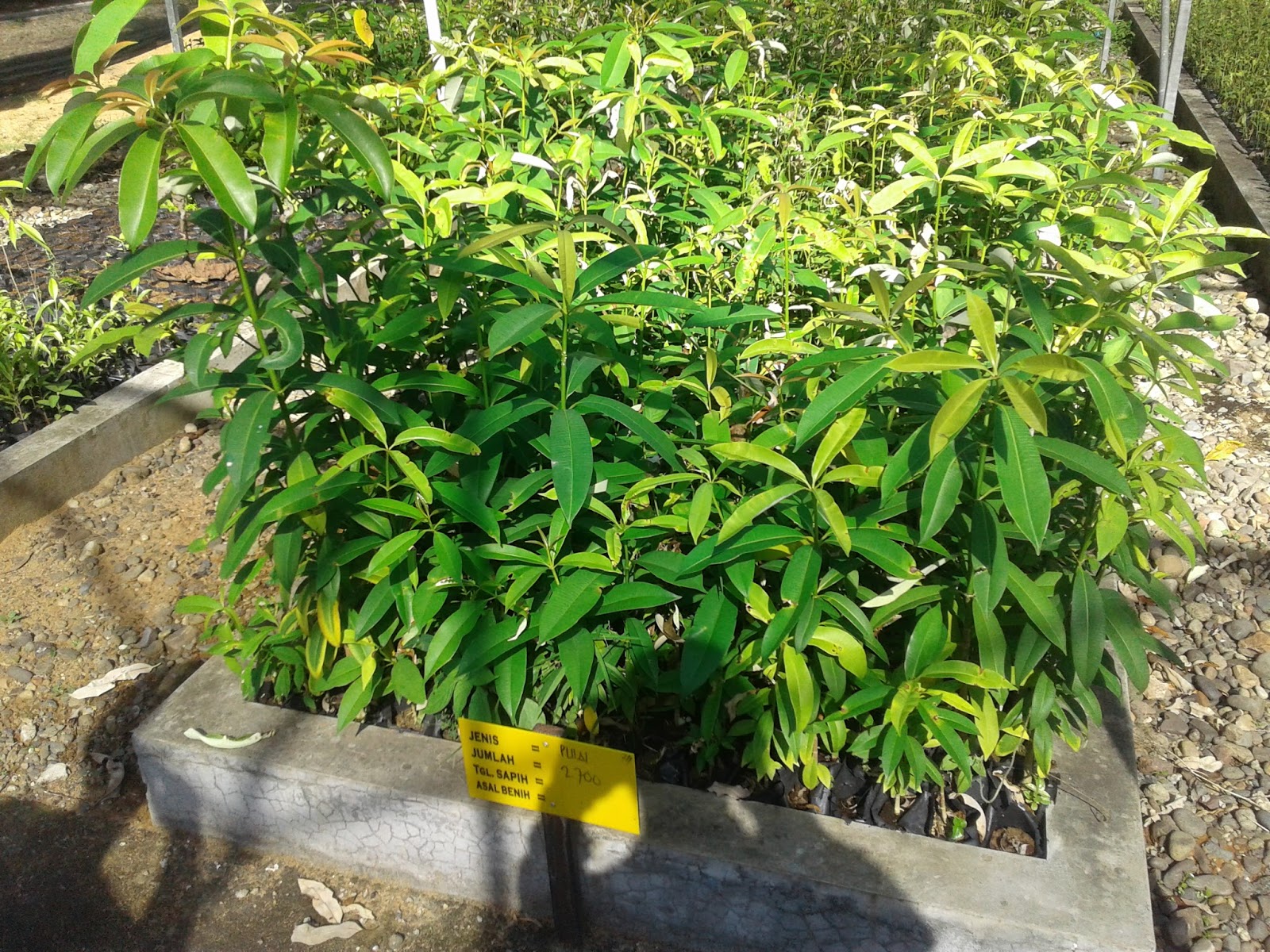 Abstan Supplier: INFO HARGA BIBIT