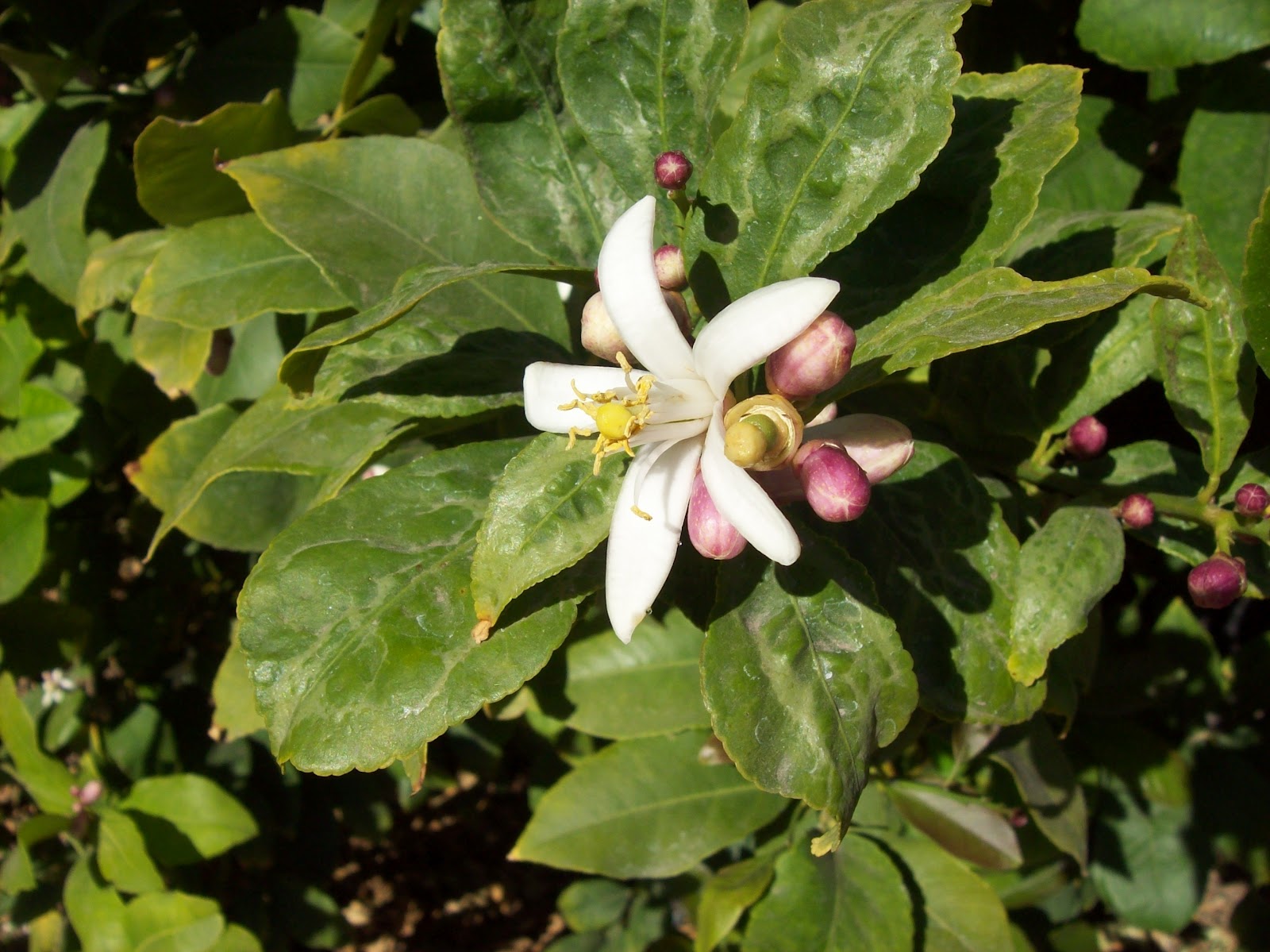 Have Book, Will Travel The Birth of a Lemon
