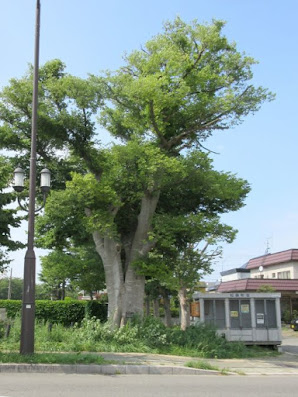 エゾエノキの大木