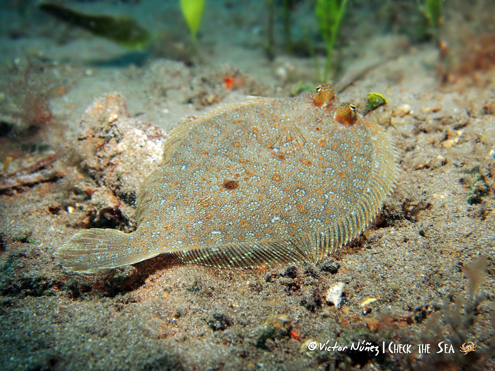Check The Sea Web De Buceo Y Fotograf a Submarina De Las Islas check-the-sea-web-de-buceo-y-fotograf-a-submarina-de-las-islas