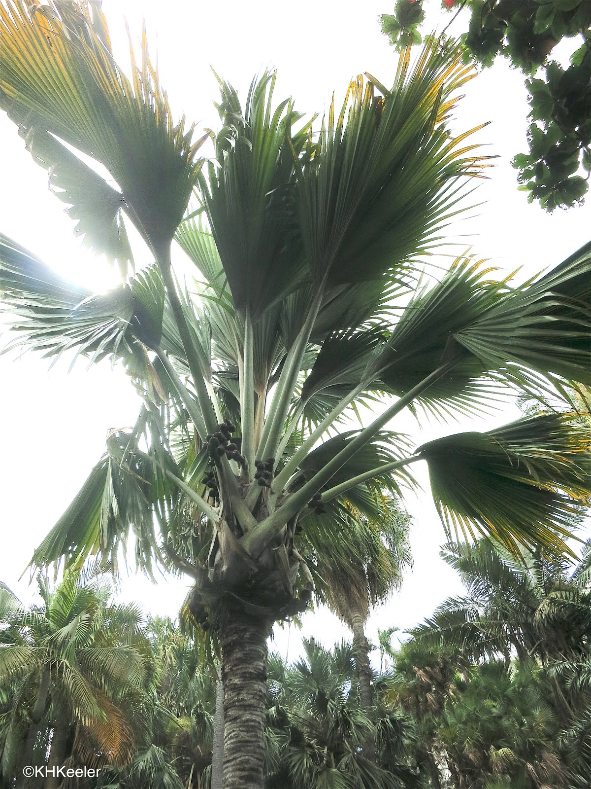 A Wandering Botanist Plant StoryDouble Coconut, World's Largest Seed