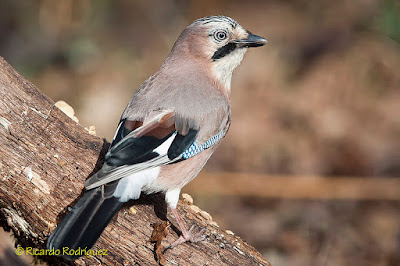 Garrulus glandarius - Gaig