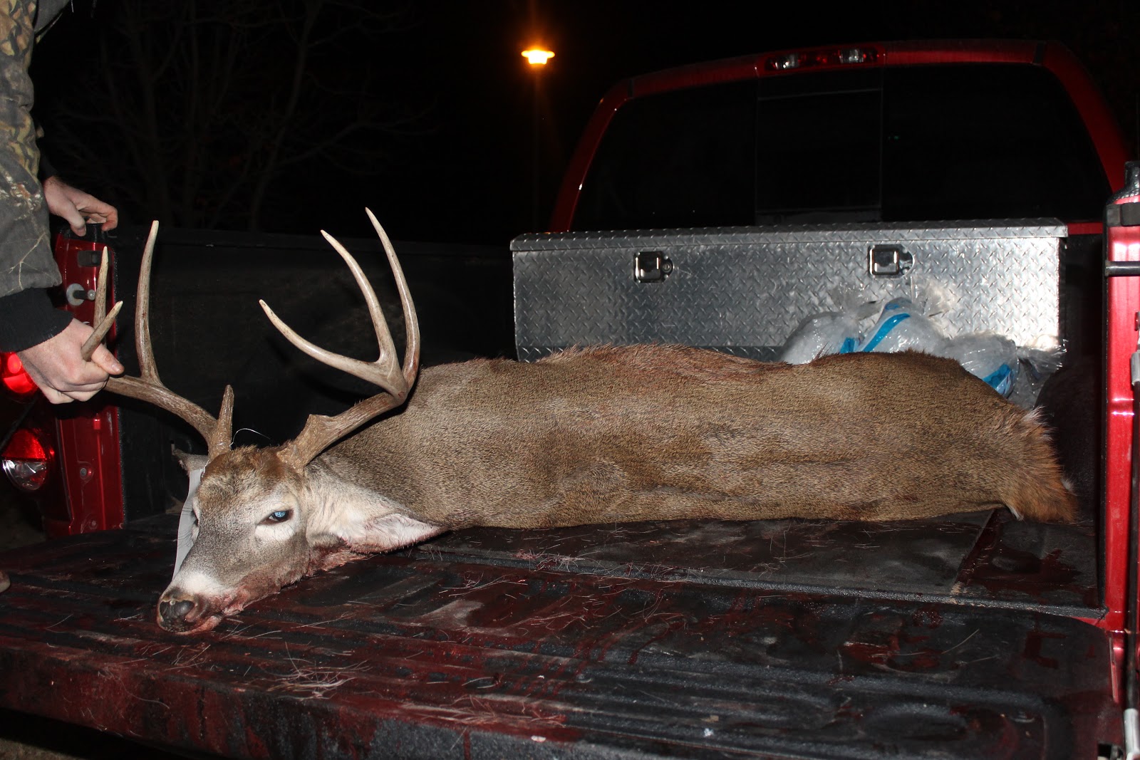 Dear Daughters C'Mere deer