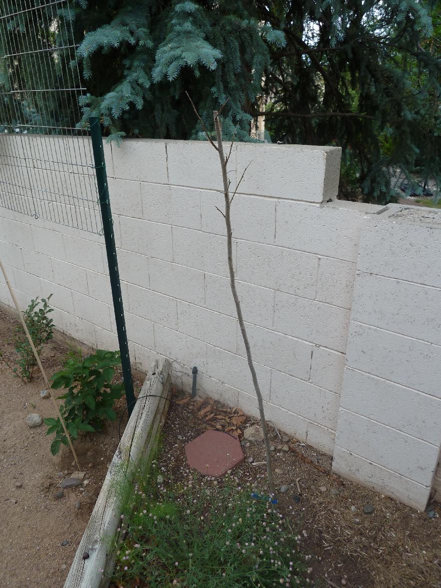 Saijo Asian Persimmon On Lotus Rootstock Albuquerque Fruit Growing Acquired From Raintree Nursery Self Fertile Parthenogenic Requires No Fertilization Yield None Yet Zipcode 87109