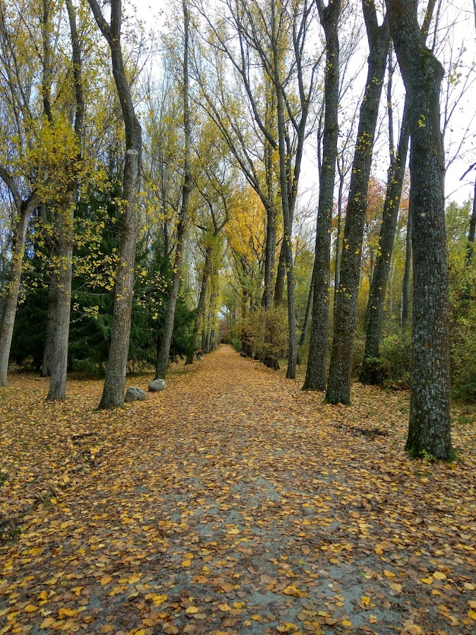 Paseo-bosque-finlandés