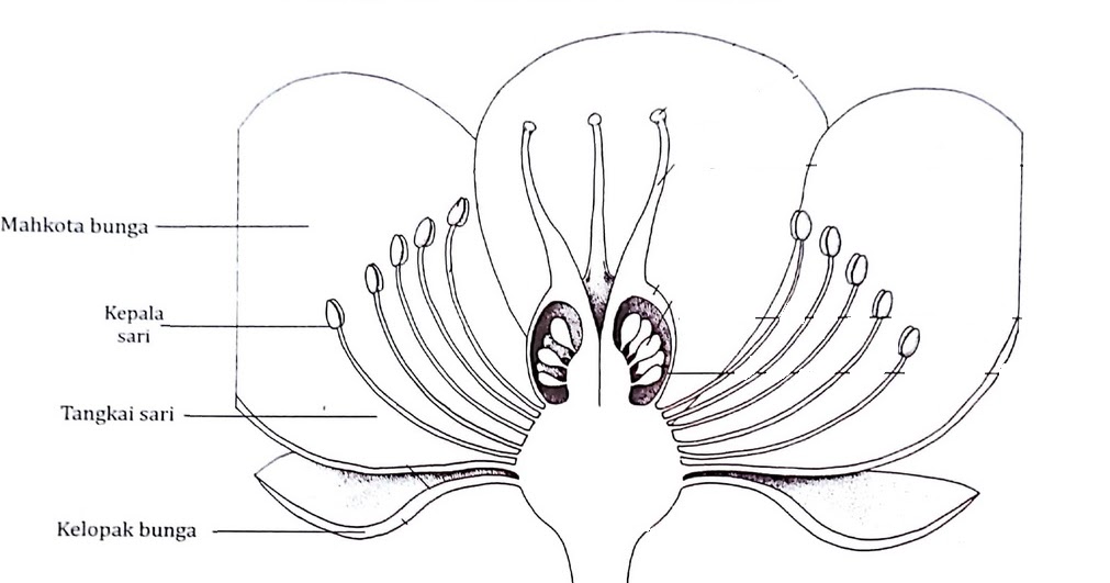 Gambar Bunga Sempurna Dan Fungsinya Gambar Bunga
