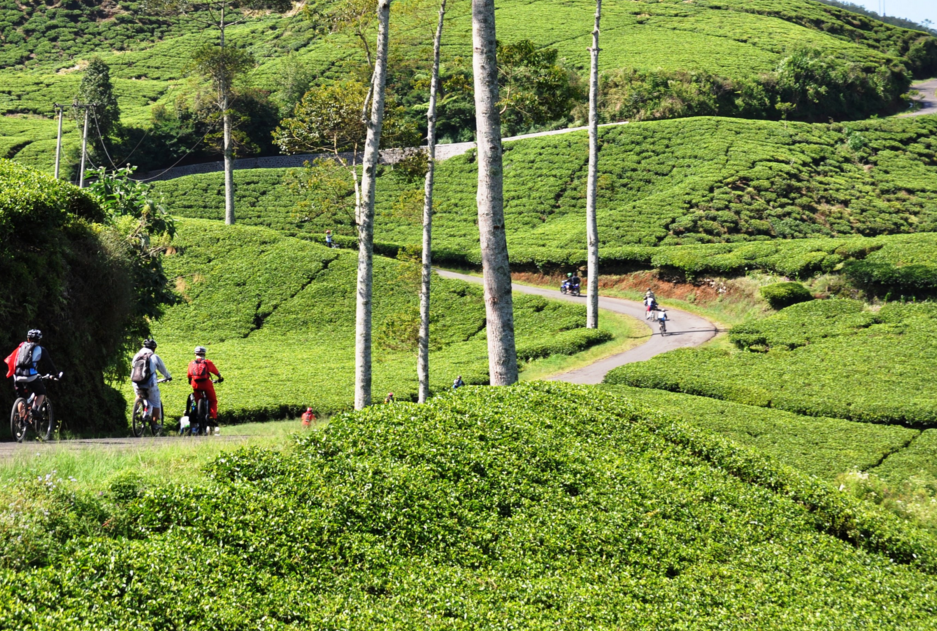 Tempat Wisata Di Bandung, Kebun Teh Rancabali - DUNIA LAIN
