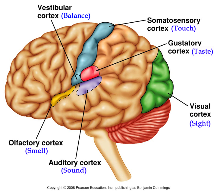 auditory cortex function auditory cortex function
