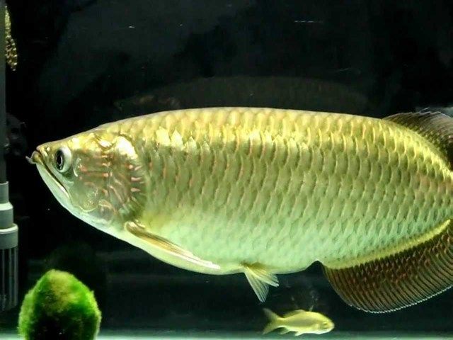 Gambar Ikan Arwana Irian  yang Cantik dan Harga Mahal