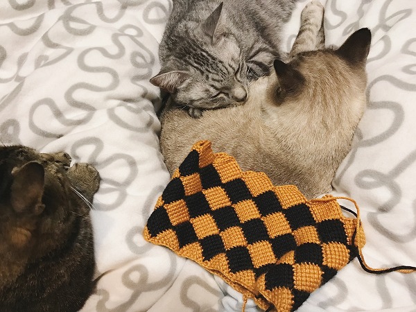 ふとんの上に群がって暖をとる猫3匹