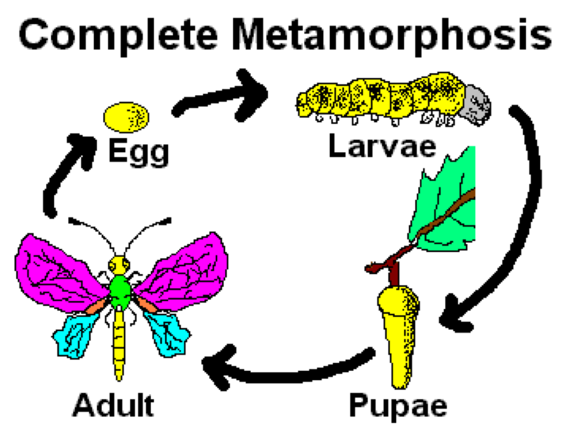 Метаморфоз 20. Метаморфоз. Complete Metamorphosis. Metamorphosis 5. Метаморфоз бабочки схема.
