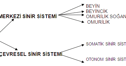 Merkezi Sinir Sistemi Beyin Konu Anlatimi 11 Sinif Biyoloji