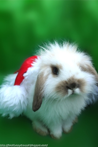 Fluffy Christmas bunny. 