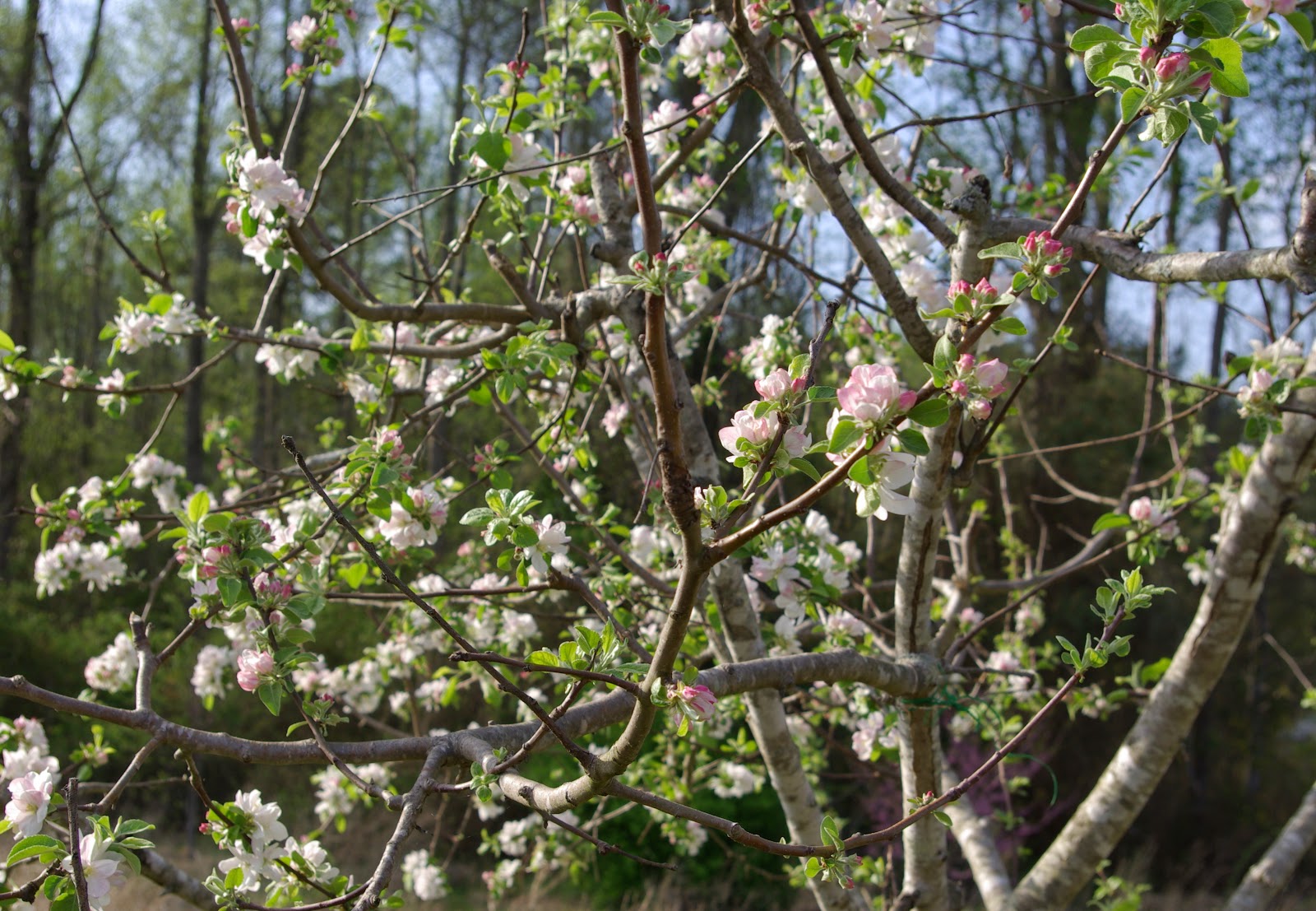 sweetbay Apple Tree Blossoms