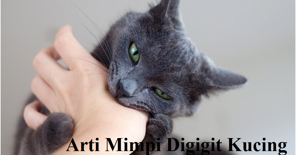 11+ Arti Mimpi Bersetubuh Dengan Kucing