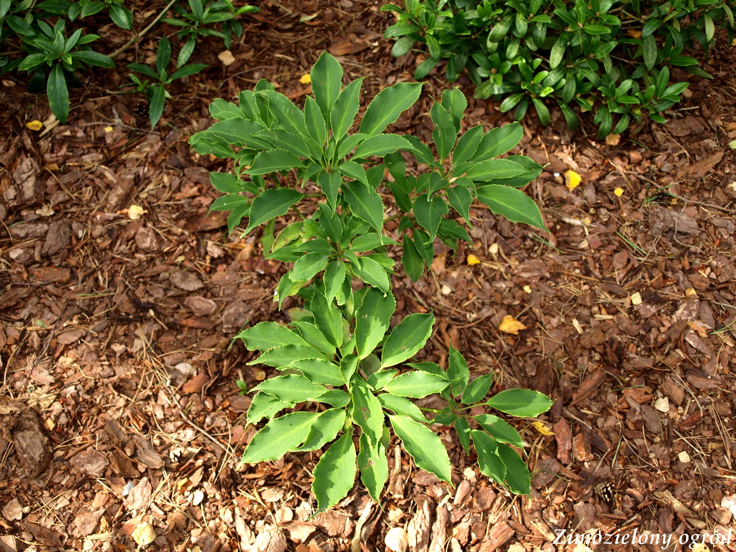 Hoyapassion Hoje Opisane Na Blogu