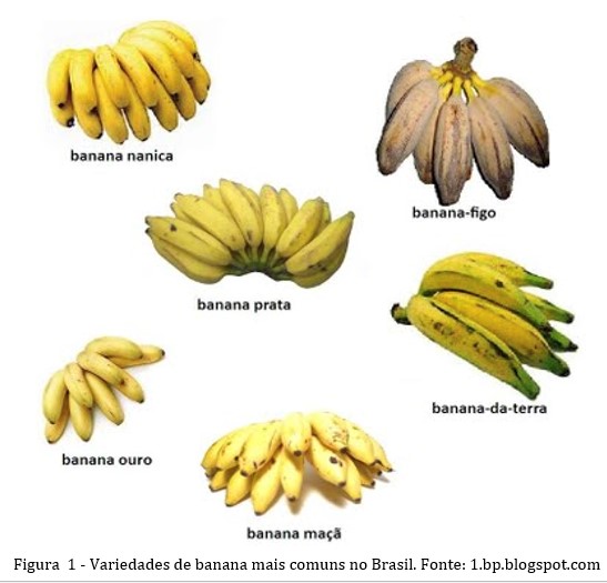Ciência UENF Coluna Nutrição As bananas na alimentação humana Ciência UENF Coluna Nutrição As bananas na alimentação humana