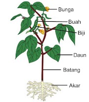 36 Gambar Pohon Dan Fungsi Bagiannya Trend Saat Ini 36 Gambar Pohon Dan Fungsi Bagiannya Trend Saat Ini