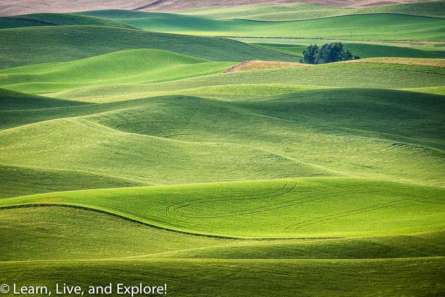 Scenes from Palouse, Washington - The Fields ~ Learn, Live, and Explore!