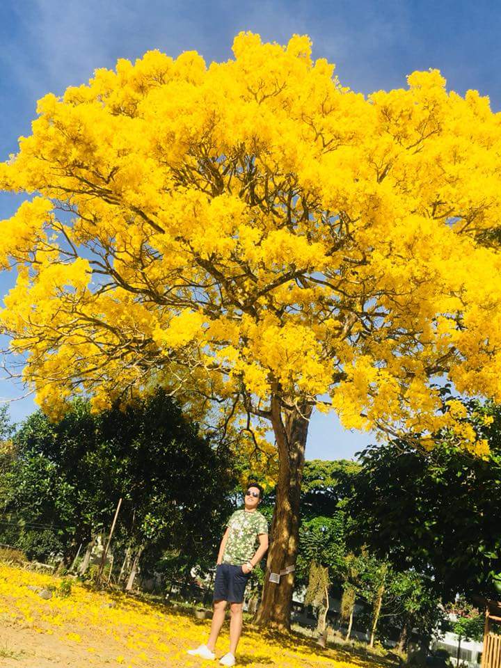 Beautiful Golden Tree in Bukidnon Amazes Netizens
