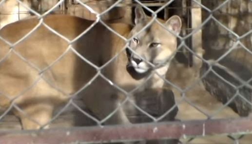 Los animales de la reserva Luan esperan una ayuda de la Provincia