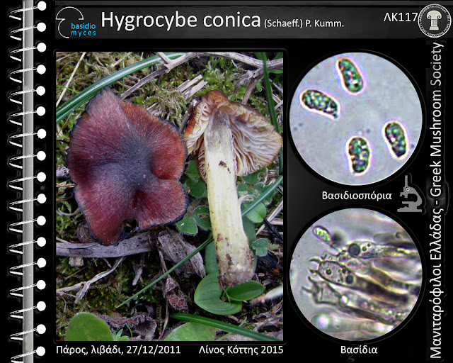 Hygrocybe conica (Schaeff.) P. Kumm