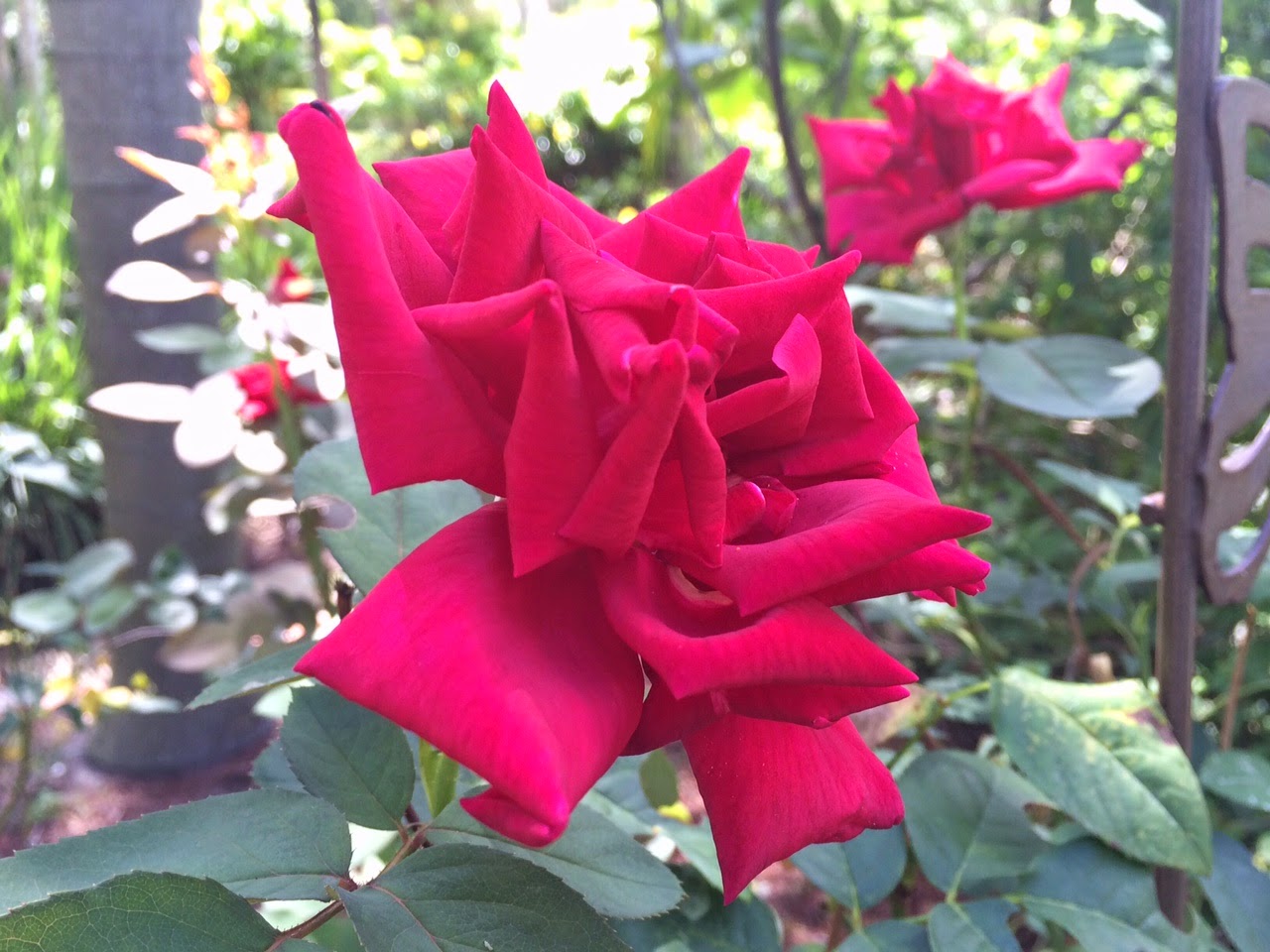Dawns Garden Life Growing Roses in South Florida? Of Course You Can!